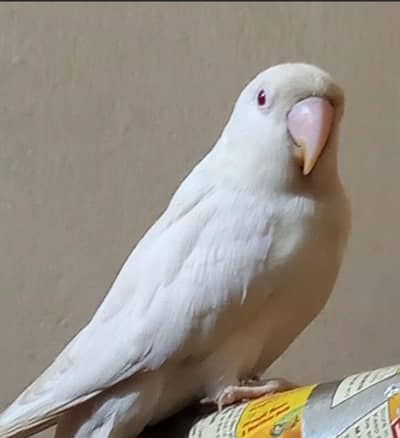 albino colony