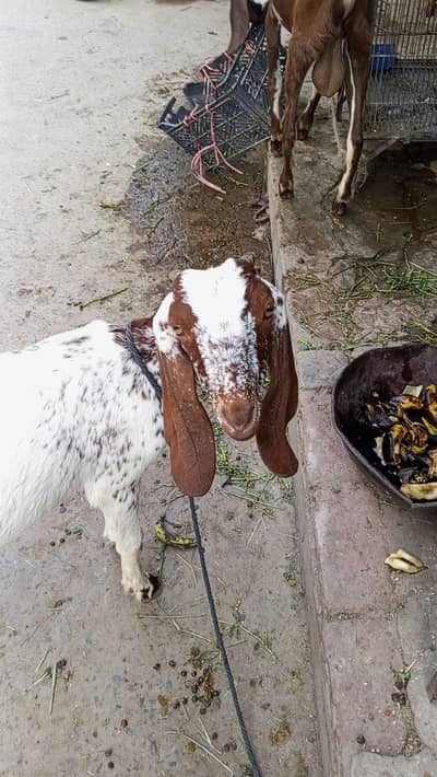 Makki chini / Goat/ Bakria 03014011627