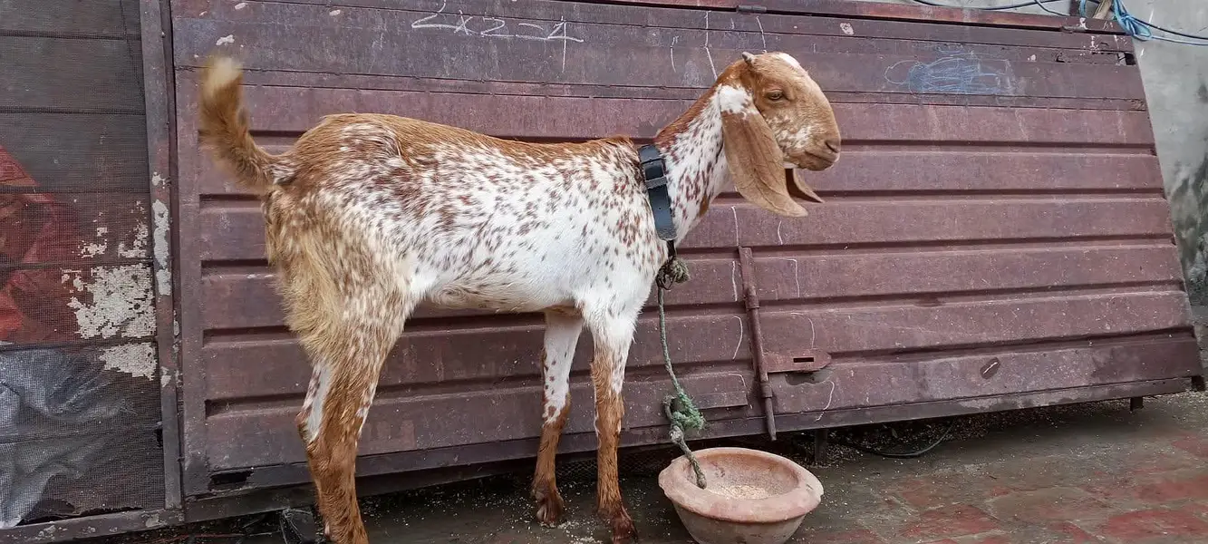 Makki chini / Goat/ Bakria 03014011627 — photo 2
