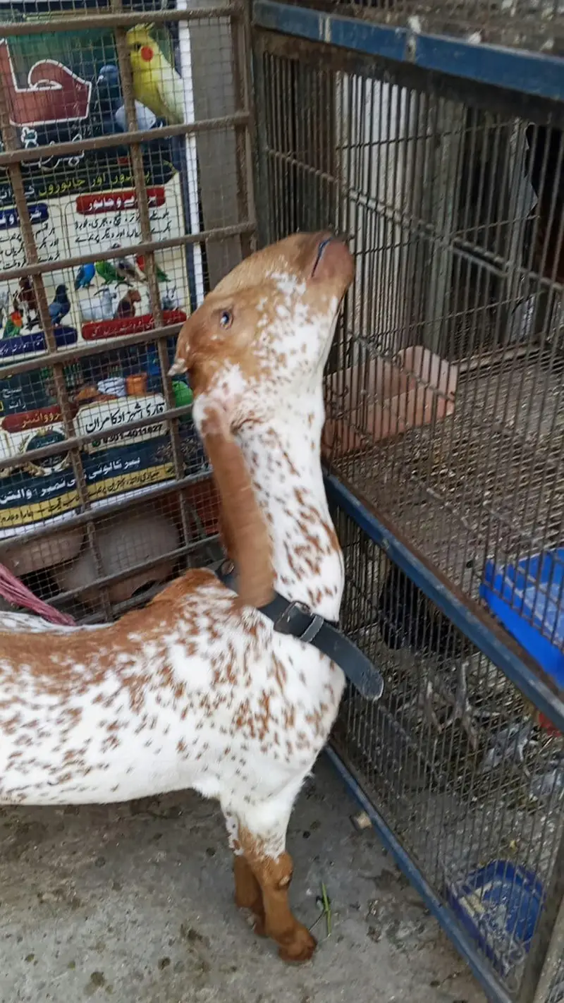 Makki chini / Goat/ Bakria 03014011627 — photo 3