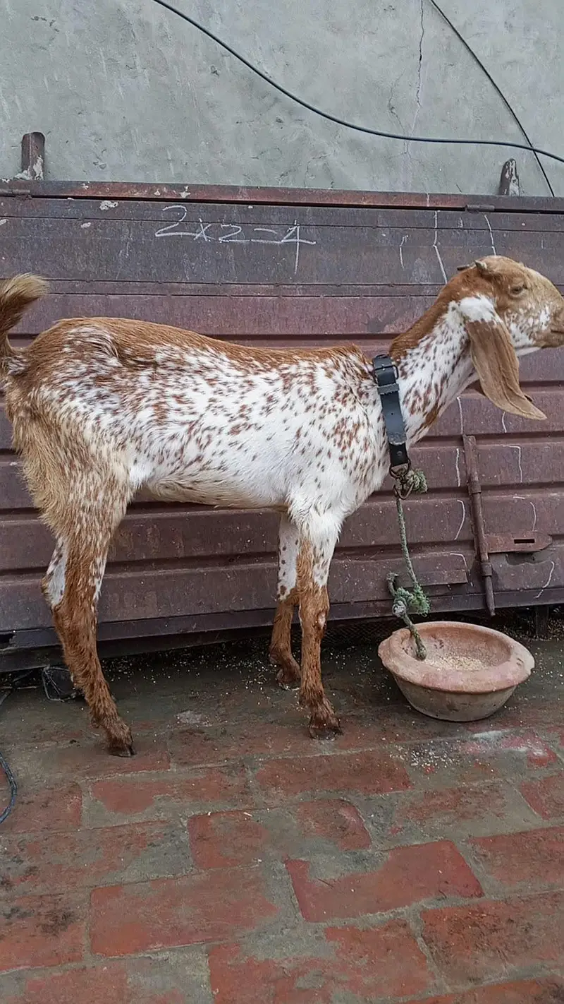 Makki chini / Goat/ Bakria 03014011627 — photo 4