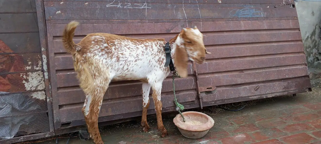 Makki chini / Goat/ Bakria 03014011627 — photo 5