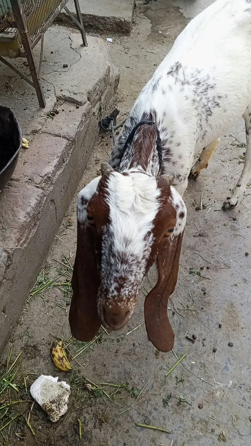 Makki chini / Goat/ Bakria 03014011627 — photo 6