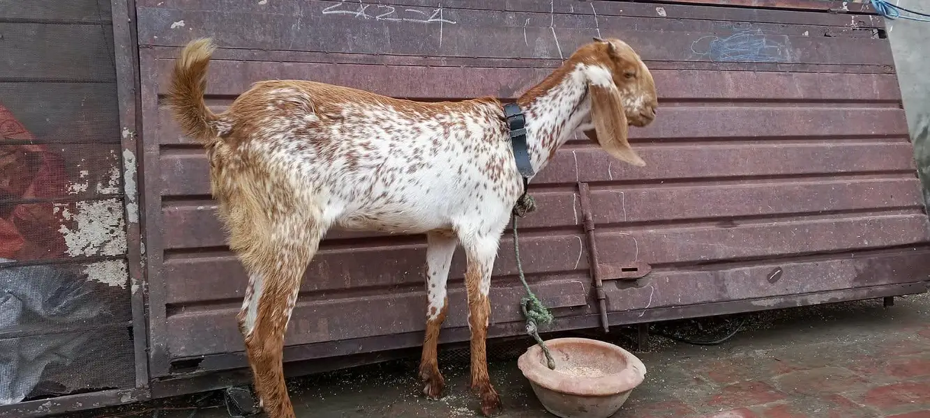 Makki chini / Goat/ Bakria 03014011627 — photo 7