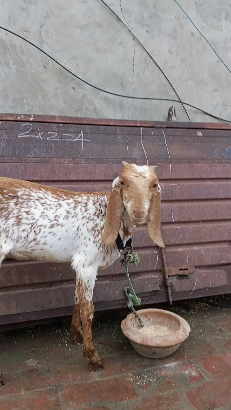 Makki chini / Goat/ Bakria 03014011627 — photo 9
