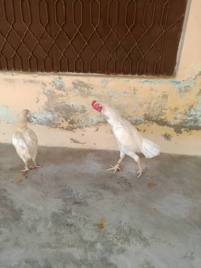 1 male 2 female
