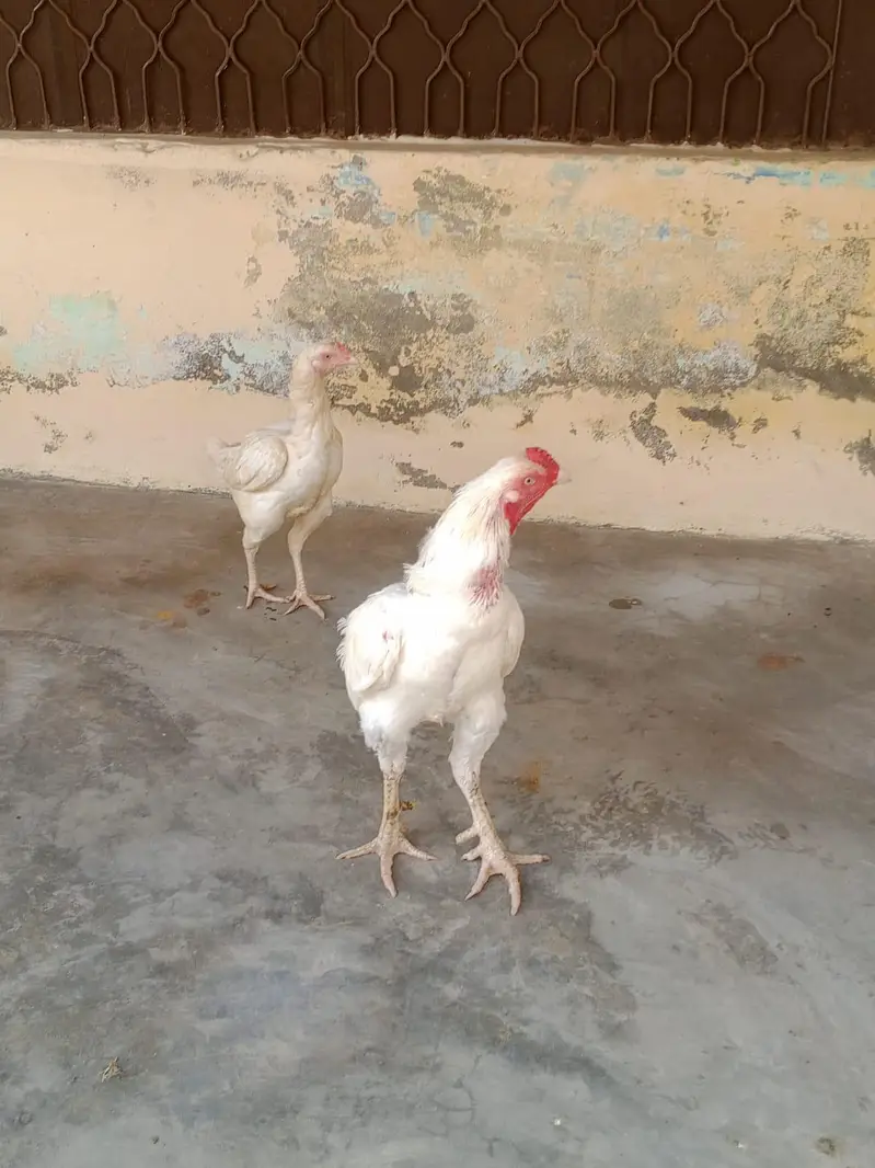 1 male 2 female — photo 2