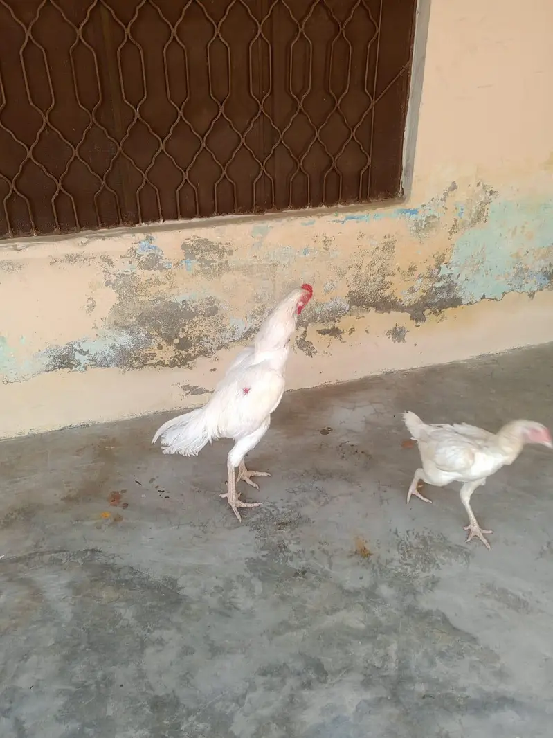 1 male 2 female — photo 3