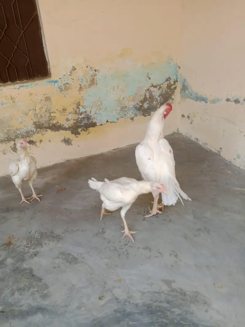 1 male 2 female — photo 4