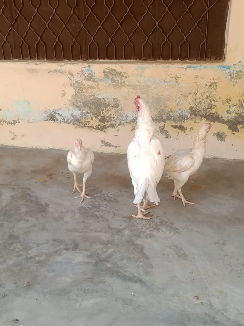 1 male 2 female — photo 5
