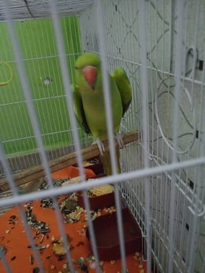 parrot for sale with cage