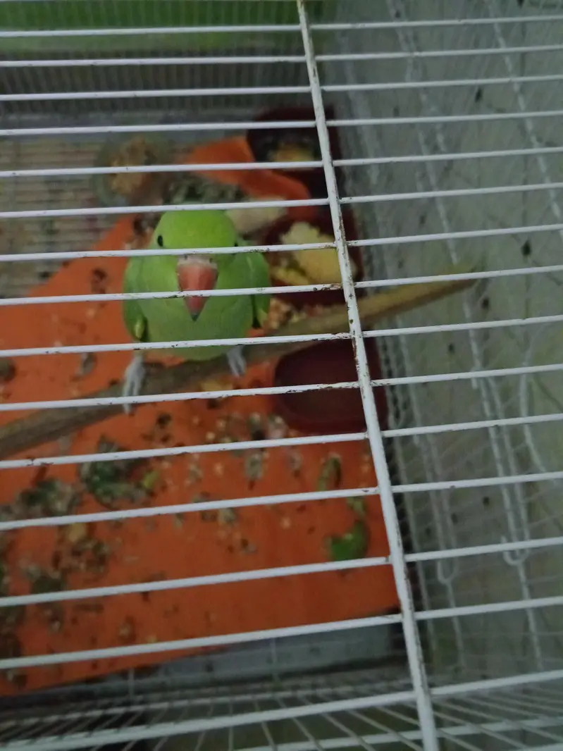 parrot for sale with cage — photo 2