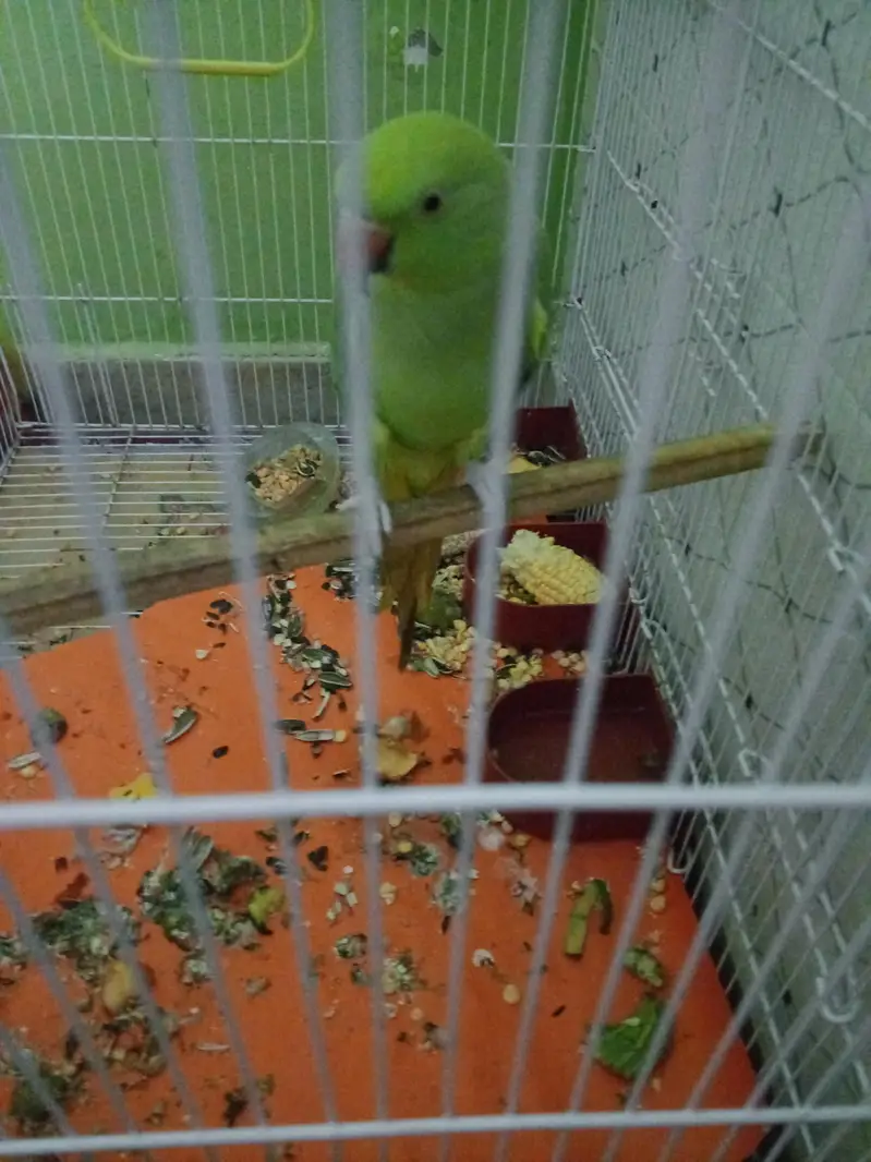parrot for sale with cage — photo 3