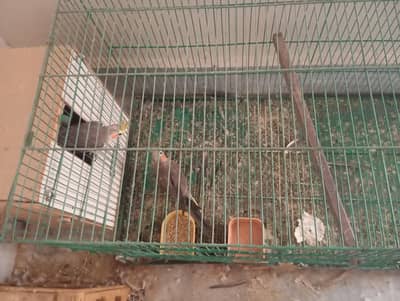 cocktail pair + cage