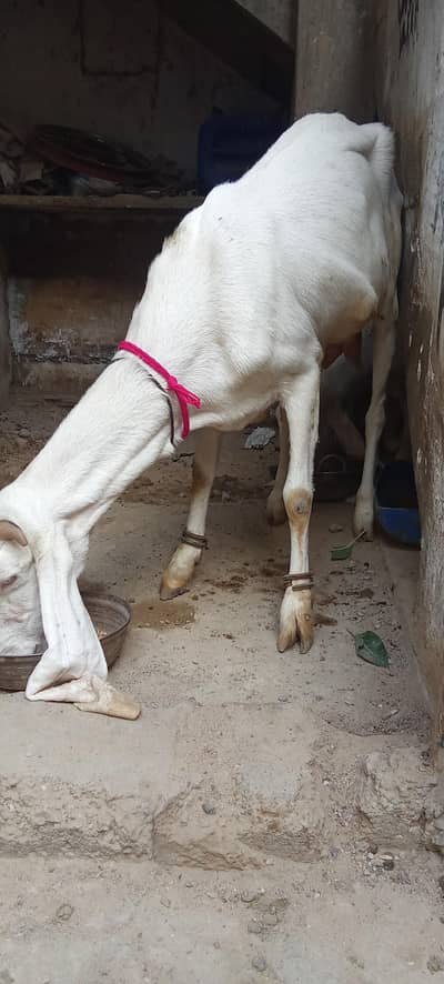 gulabi bakri for sale