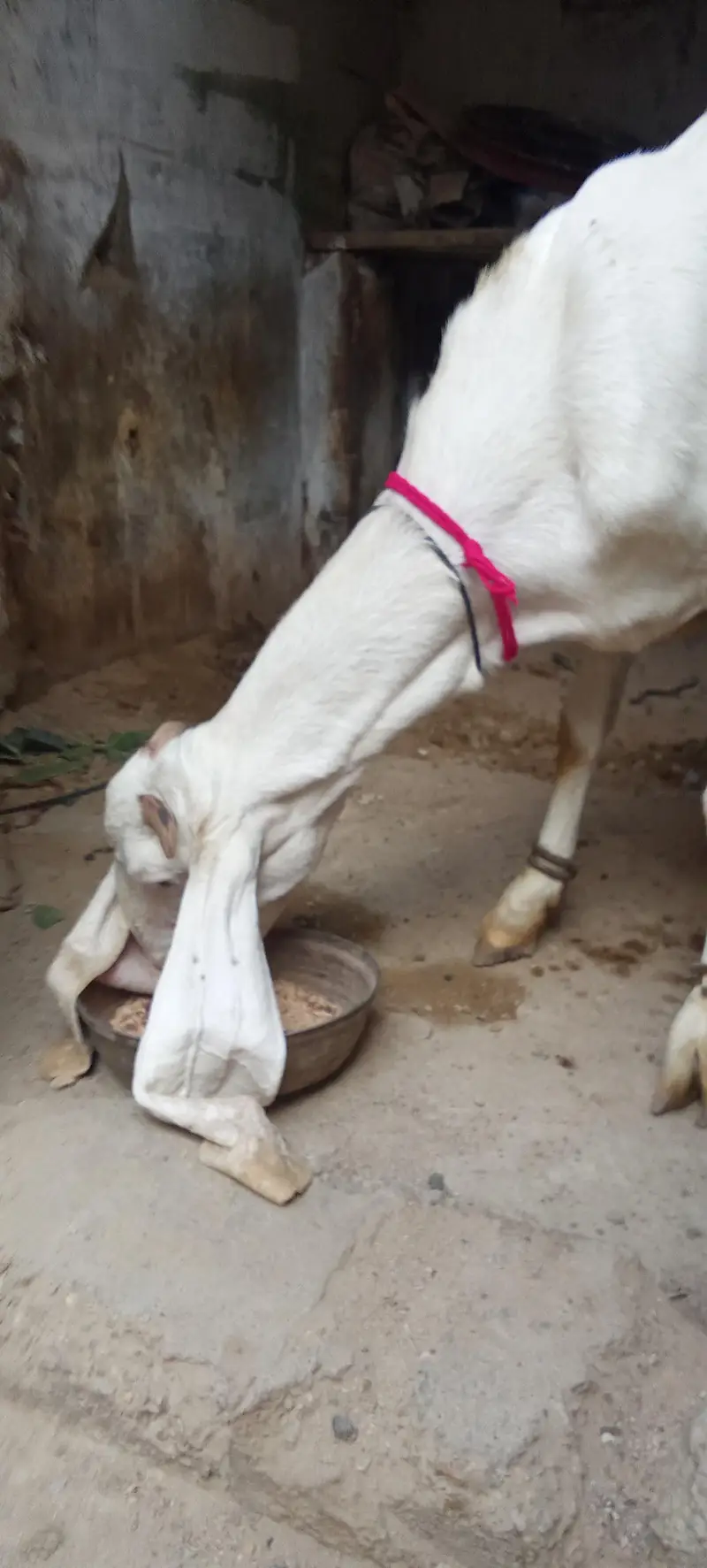 gulabi bakri for sale — photo 2