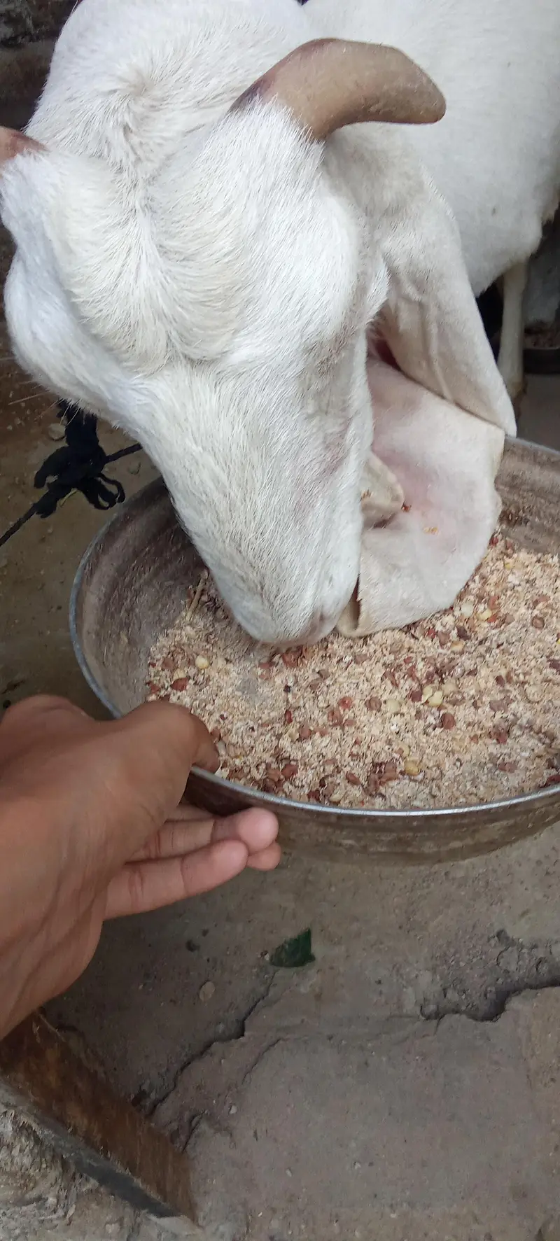 gulabi bakri for sale — photo 3