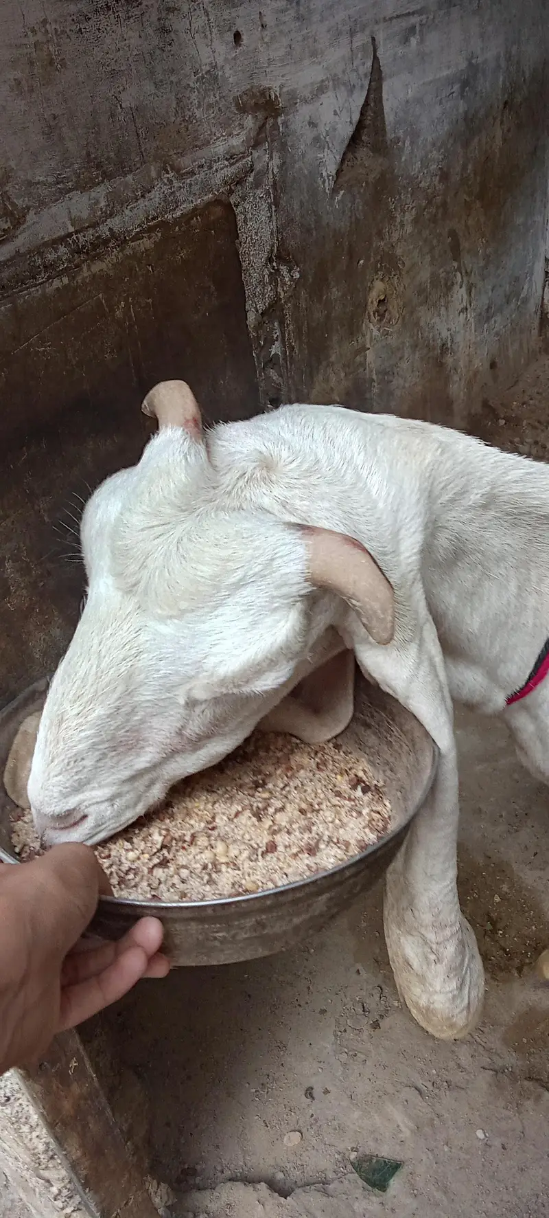 gulabi bakri for sale — photo 4