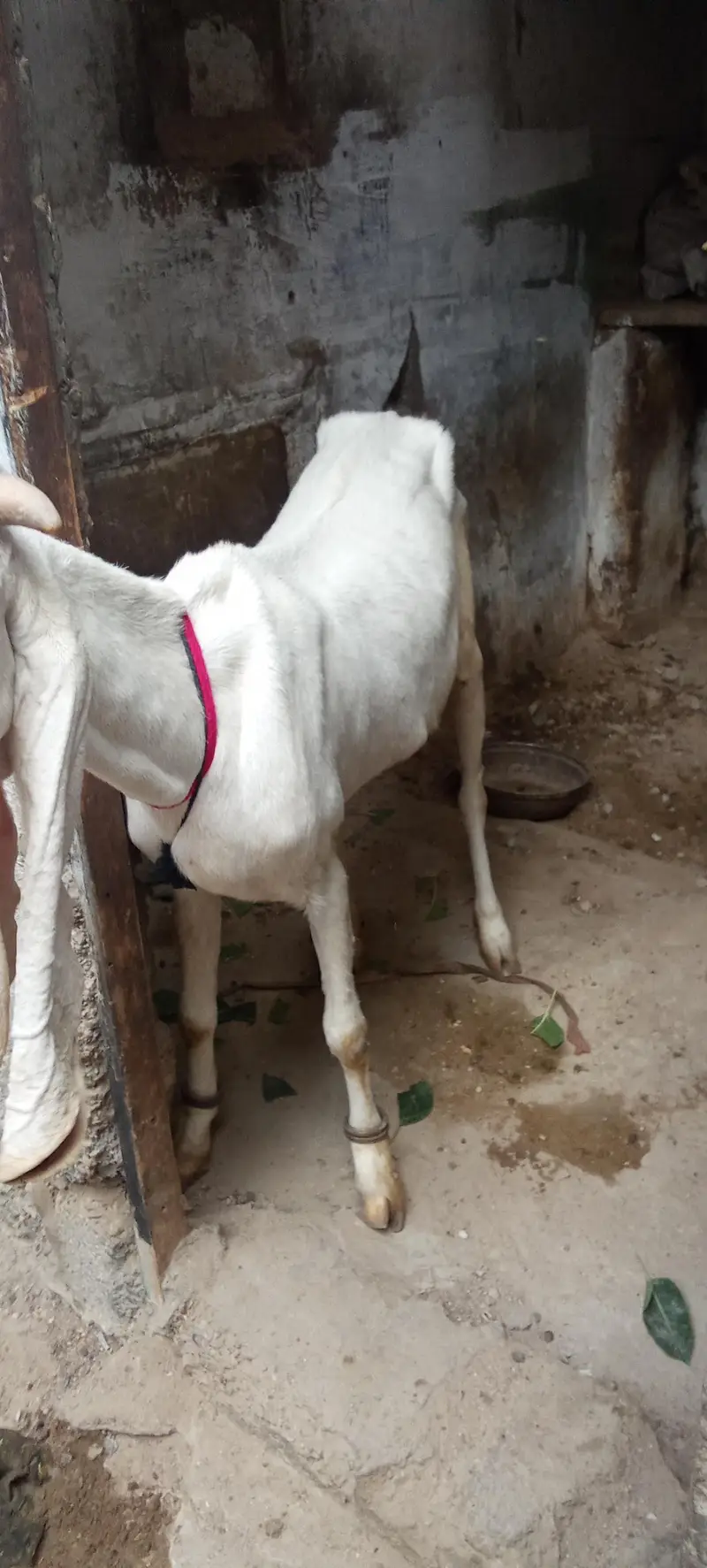gulabi bakri for sale — photo 6