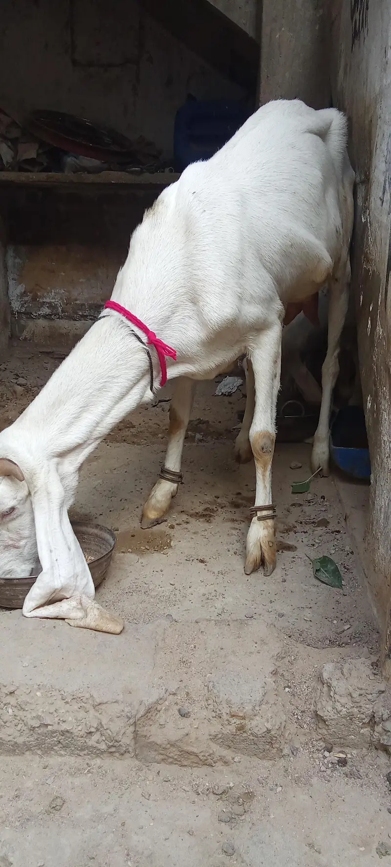 gulabi bakri for sale — photo 7