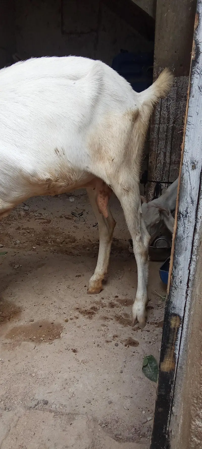 gulabi bakri for sale — photo 8