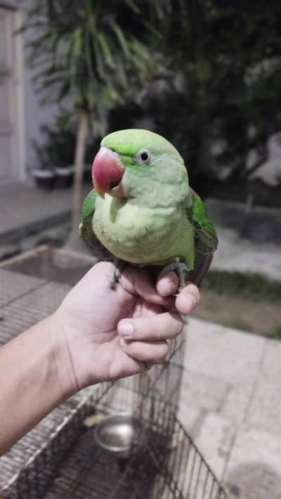 Raw female two year hand tame talking on mood mithoo and whistling