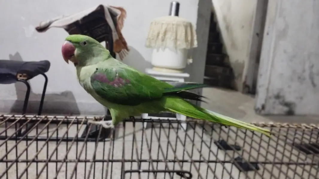 Raw female two year hand tame talking on mood mithoo and whistling — photo 3