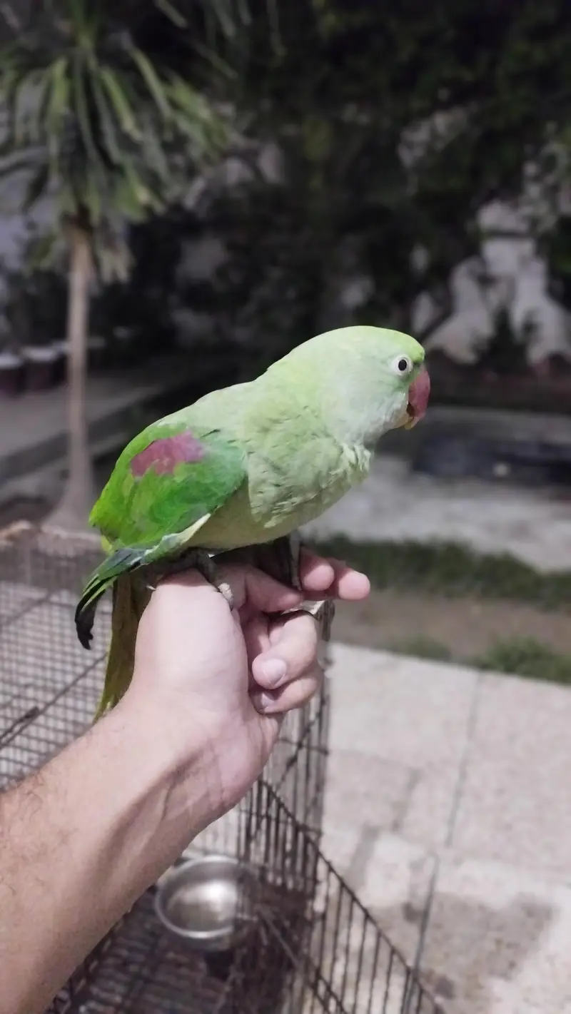 Raw female two year hand tame talking on mood mithoo and whistling — photo 4