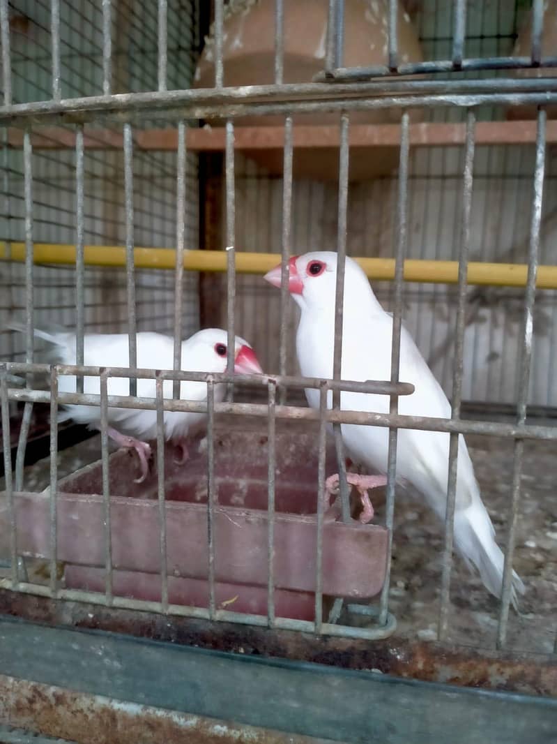 Java Birds. 0