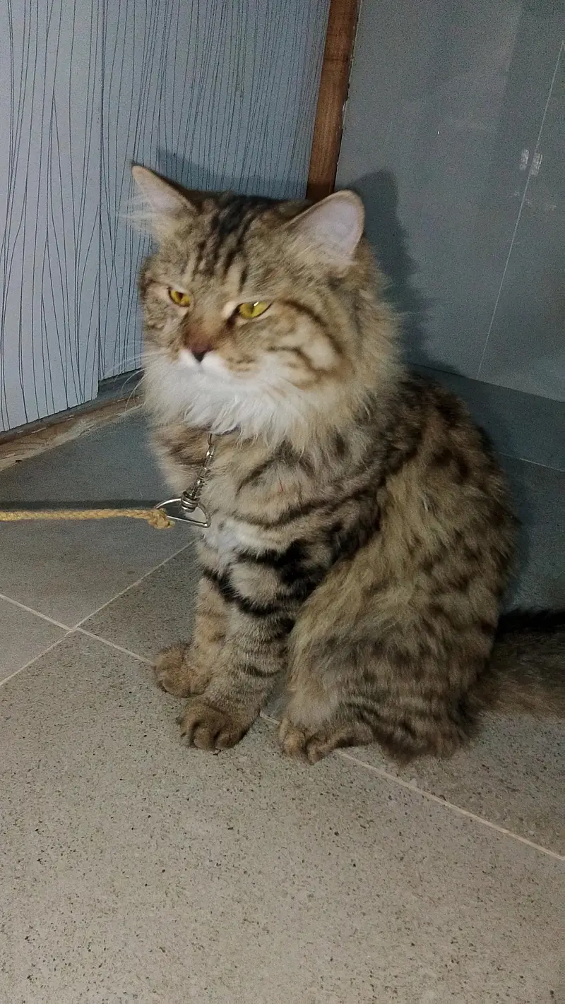 Maine Coon + persian mix Female Cat — photo 2