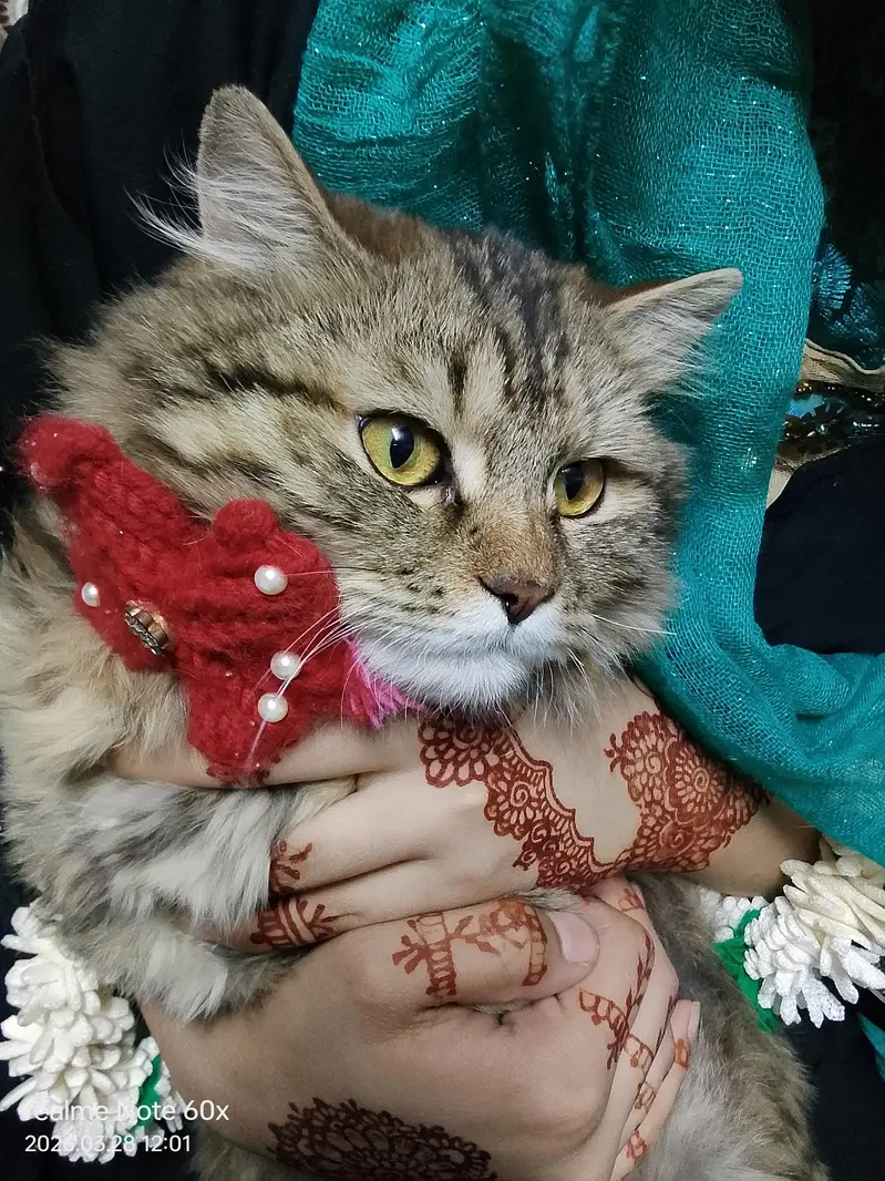 Maine Coon + persian mix Female Cat — photo 3