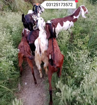 Bakra for sale in Attock Contact 03125173572