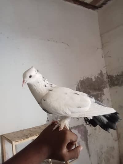 Lucka Kabooter for Sale