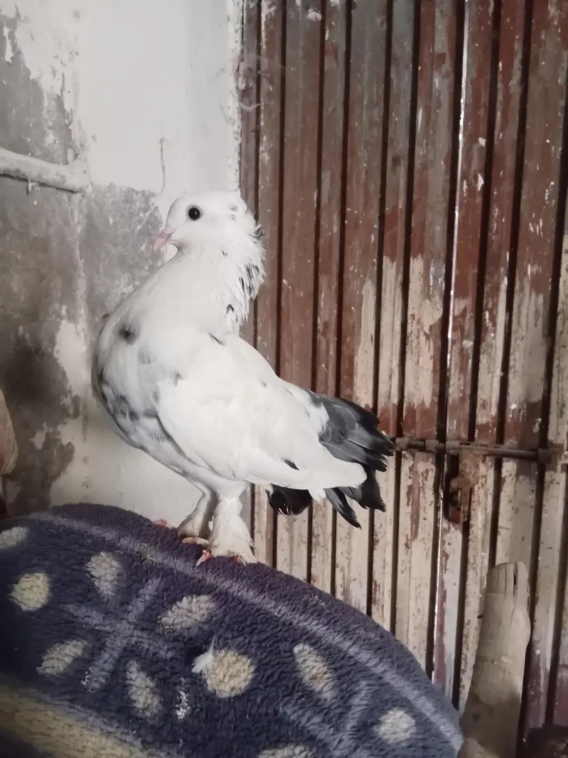 Lucka Kabooter for Sale — photo 2