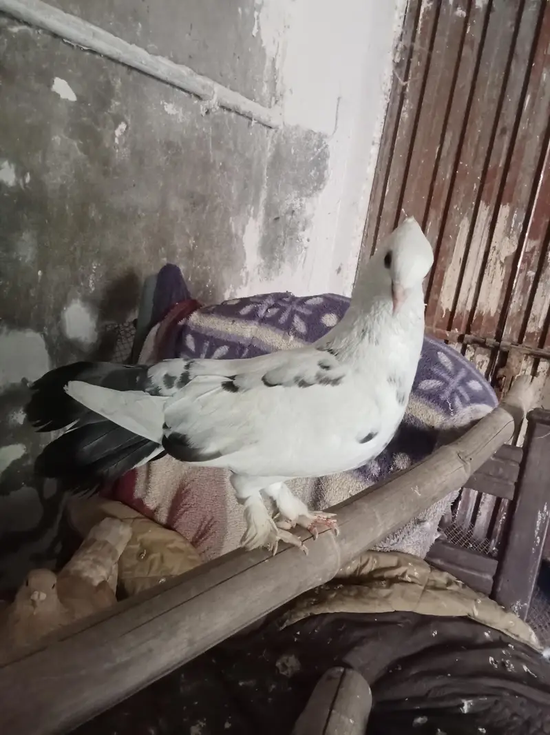 Lucka Kabooter for Sale — photo 3
