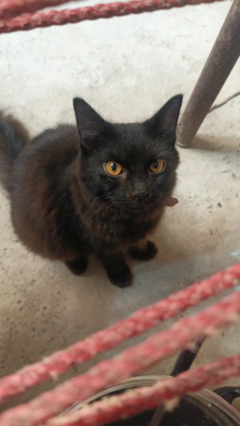 Persian — photo 2