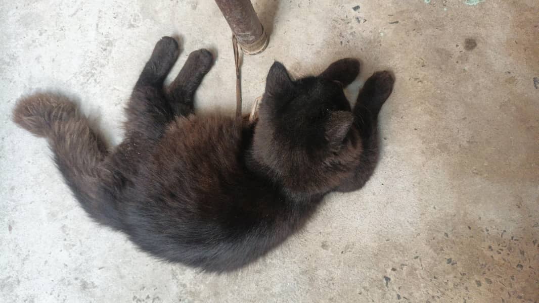 Persian 2