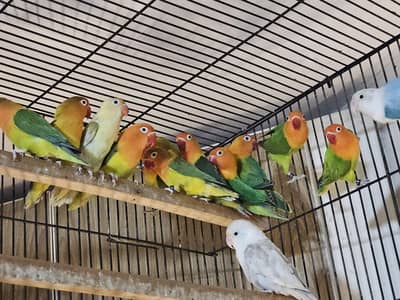 Lovebird Breeder and Ready to Breed Birds Available