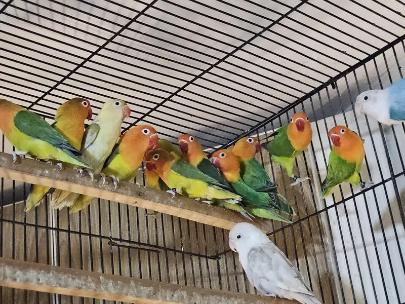 Lovebird Breeder and Ready to Breed Birds Available