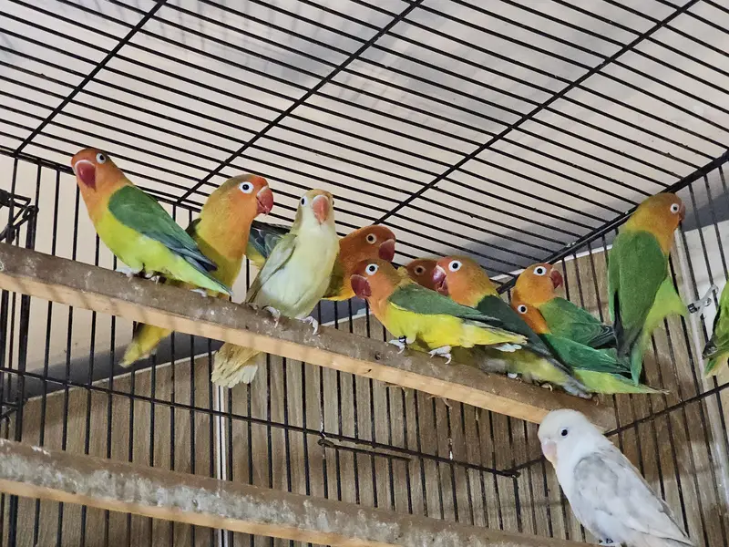 Lovebird Breeder and Ready to Breed Birds Available — photo 2