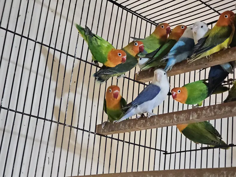 Lovebird Breeder and Ready to Breed Birds Available — photo 3