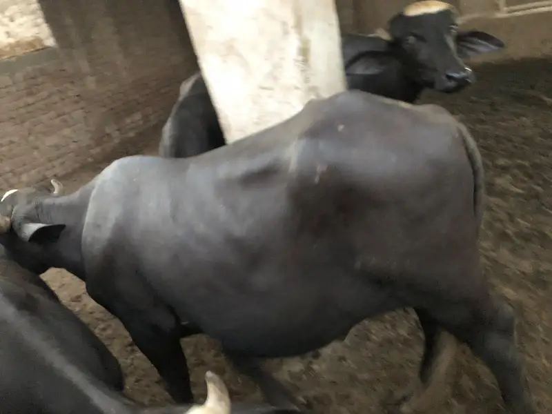 Katta Farm