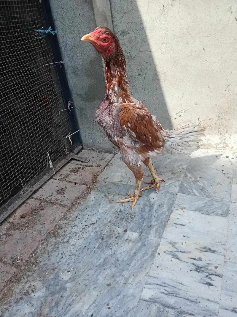 peeli quality pathi — photo 3