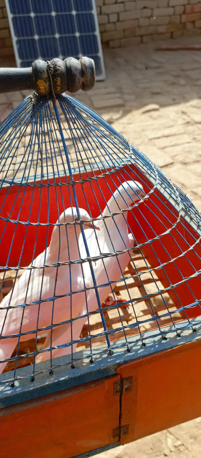 pigeon pair