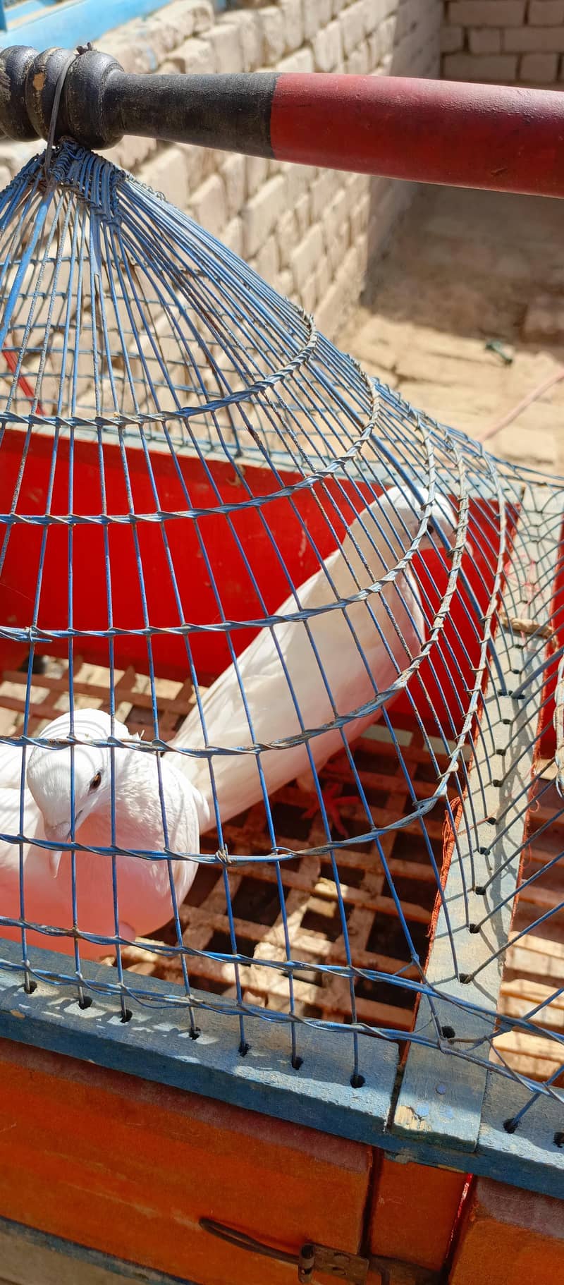 pigeon pair 1