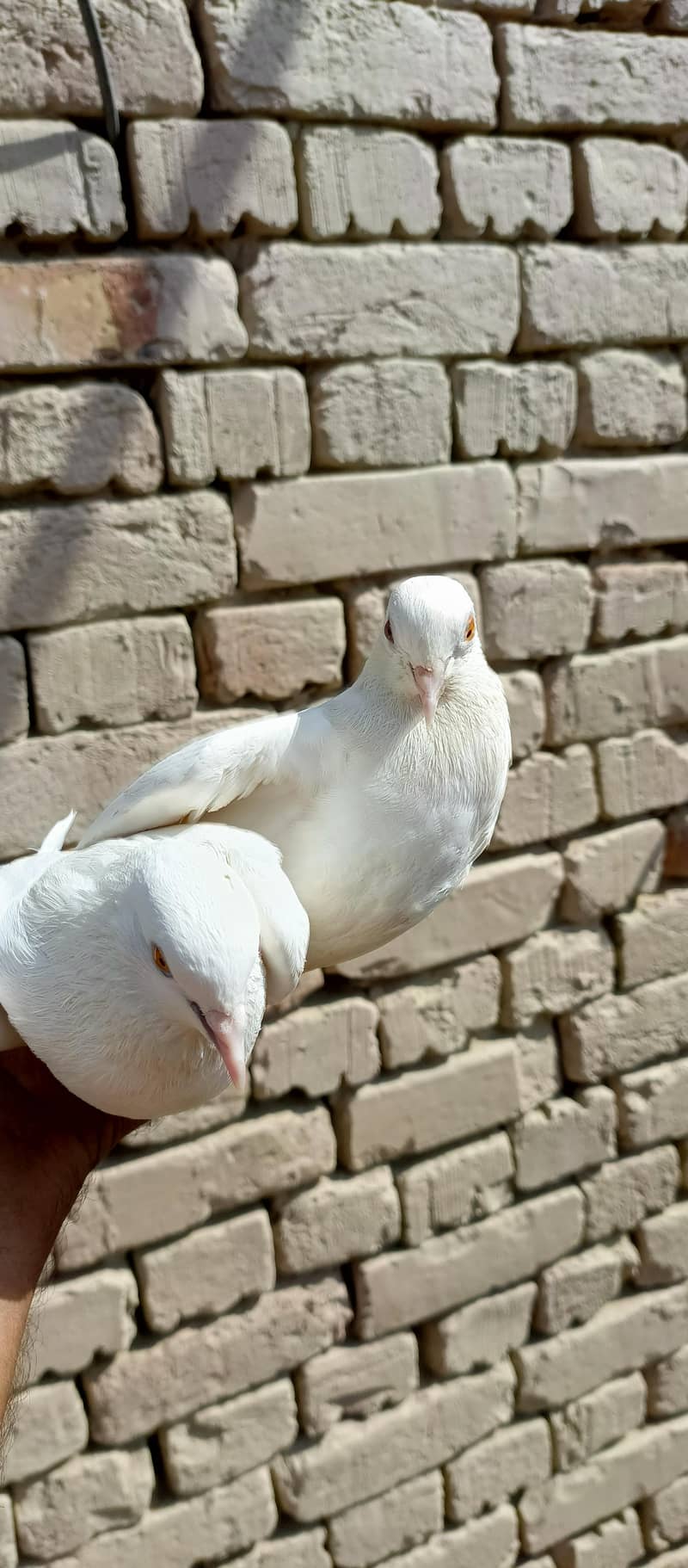 pigeon pair 2