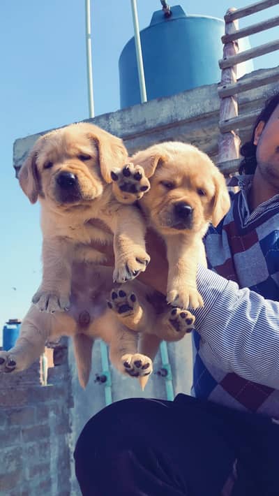 labrador puppy pedigree microchip 03014615555