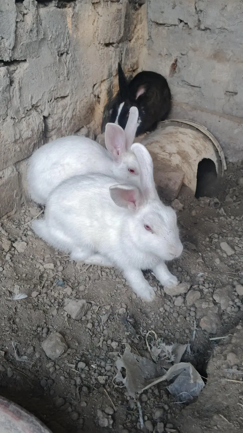 red eyes rabbit pair — photo 3