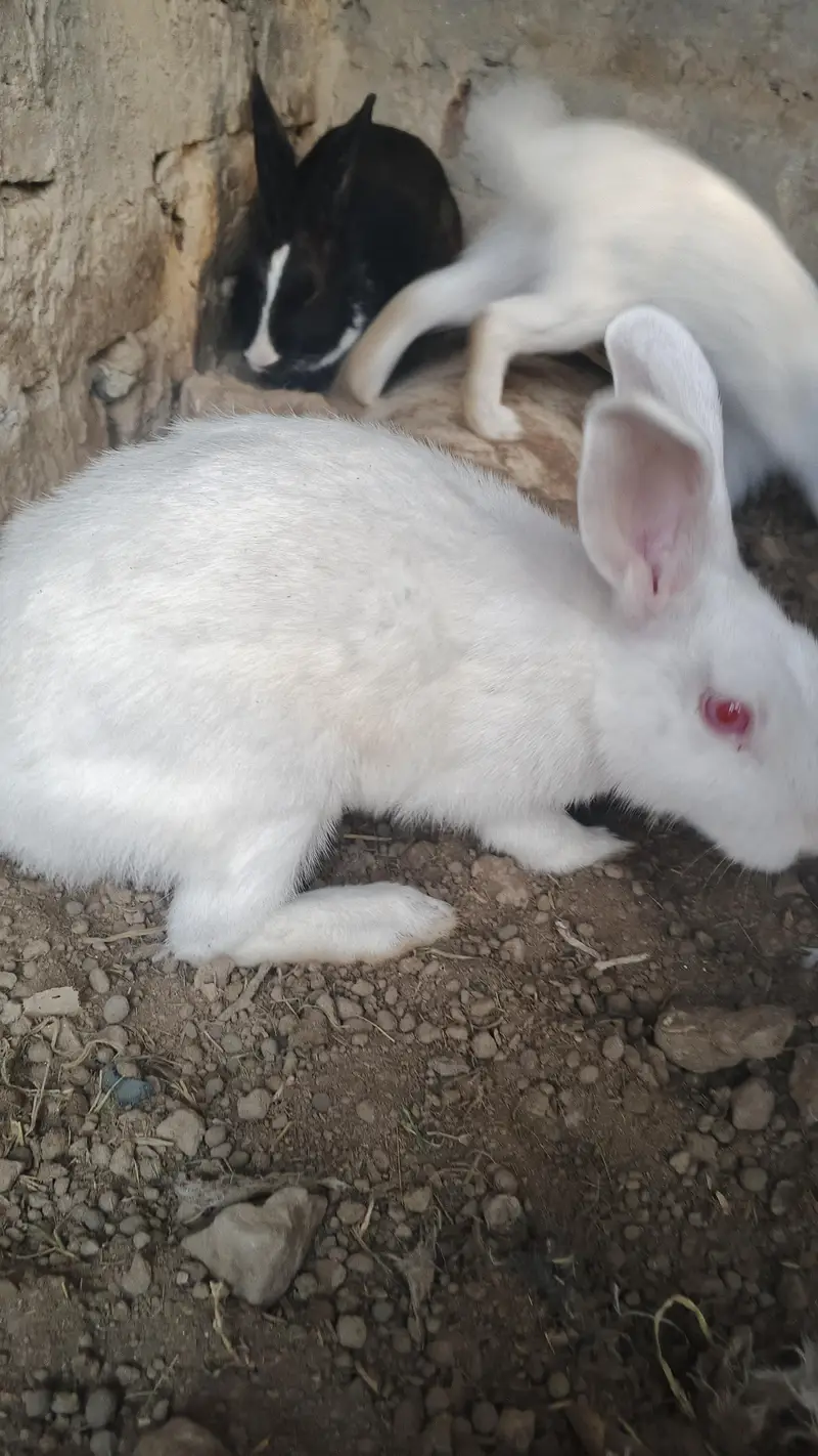 red eyes rabbit pair — photo 4