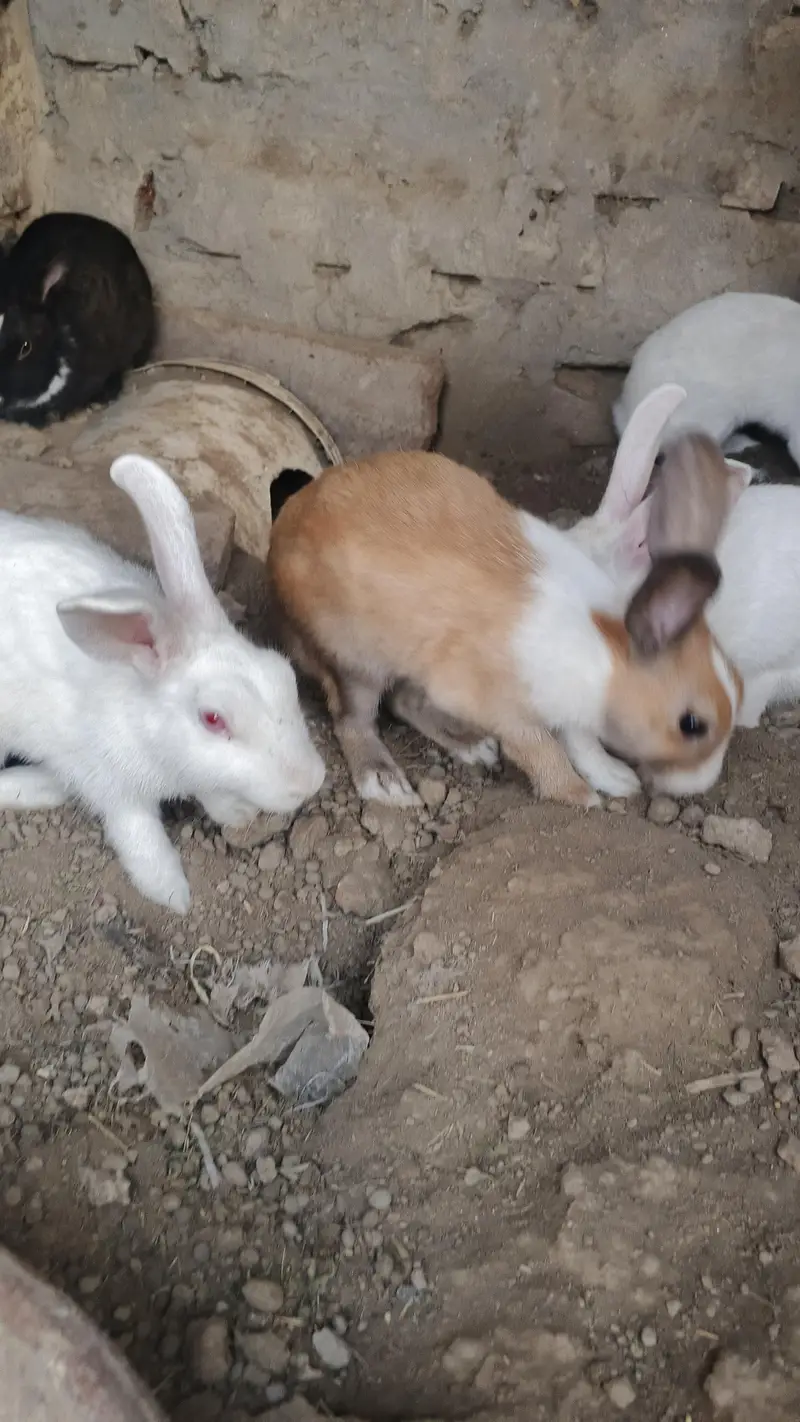 red eyes rabbit pair — photo 5